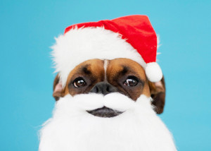 Own a pet franchise